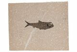 Detailed Fossil Fish (Knightia) - Wyoming #211180-1